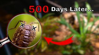 I Simulated a Forest for 500 Days Now Its Failing [upl. by Allak789]