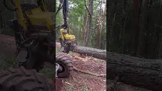 “Felling of giant treesHarvester technology in action” harvester viralvideo lumberjack forest [upl. by Ariday]