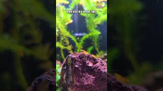 How Is Lava Rock Beneficial In A Shrimp Tank 🤔 🦐 shorts [upl. by Nevah]