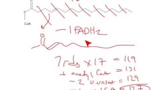 CHEM 407  Determining the ATP yield of Fatty Acids [upl. by Vashtee770]