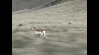 Pronghorn Antelope Running in Slow Motion [upl. by Amend]