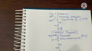 pyrimidine synthesis।। पिरिमिडिन का निर्माण।। Nitrogenous base formation [upl. by Elysia]