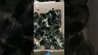 Australorp chicks youtubeshorts [upl. by Boorman]