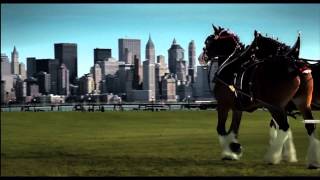 911 Budweiser Clydesdales Tribute in HD [upl. by Euqinamod286]