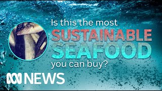 Is this the most sustainable fishery in Australia  ABC News [upl. by Pittel232]