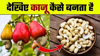 काजू कैसे बनता है  Kaju Kaise Banta hai  Kaju Manufacturing PlantHow is Cashew MadeCashew Making [upl. by Notnirb]