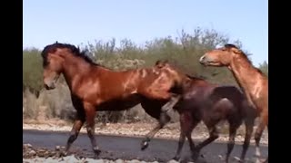 Wild Horse Action at the Salt River by Karen McLain [upl. by Renata]