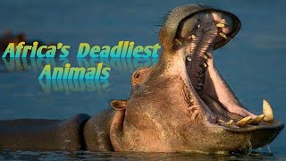 Hippos 🦛 The Unexpected Killers [upl. by Aikas]