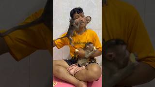 So funny 😆 a little monkeys monkeyworld shortsvideo funny monkeylove babymonkey cutemonkey [upl. by Ashjian182]