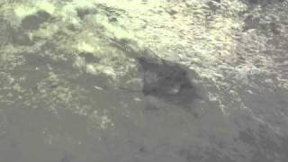 Stingray  Glenelg Beach Adelaide [upl. by Eilarol]