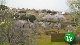 Almendros en Flor en Garrovillas de Alconétar [upl. by Bindman575]