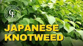 Japanese Knotweed Control of this Invasive NonNative Plant [upl. by Durware]