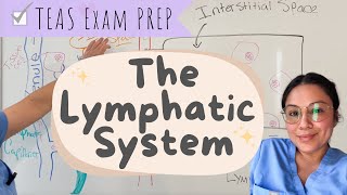 The lymphatic System part 2 of the immune system TEAS exam 7 [upl. by Osithe]