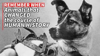 From Laika the Space Dog to Cher Ami the Carrier Pigeon Animals that CHANGED Human History [upl. by Storm196]