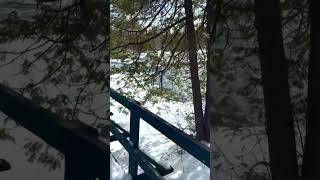 Winter Forest in Ontario canada shorts [upl. by Yggam]