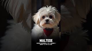 Top 10 Smallest Dog Breeds top10 dog [upl. by Negaet]