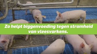 Stramheid bij vleesvarkens bestrijden met biggenvoer [upl. by Sert]