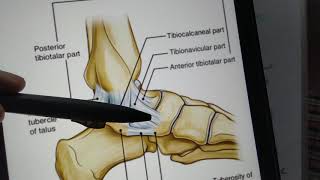 Ligaments of Ankle [upl. by Hilary]