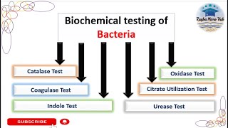 Six common Biochemical tests Bacterial Identification Technique microbiologylaboratorylecture [upl. by Wieche50]