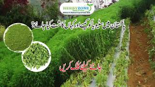 How to Grow Stevia plants and Plant supplier in Lahore Pakistan I Herbyzone Stevia Cultivation Guide [upl. by Ylecic]