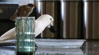 Lost footage sparrow bathing in a water glass with parrot friend shortsvideo babysparrow [upl. by Jobi]