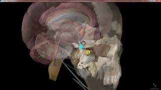 lec 1 pituitary gland  anatomy  block endocrine [upl. by Liuka]