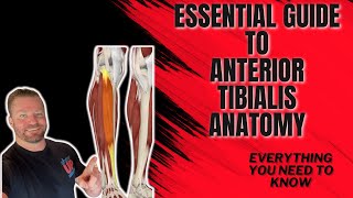 Essential guide to Anterior Tibialis muscles [upl. by Pulchia]