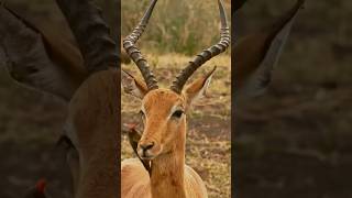 Oxpecker  Natures Spa [upl. by Storer707]