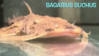 Bagarius suchus [upl. by Oric]