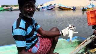 Master of Mullet Fish Fishing in River [upl. by Odnamla]