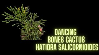 DANCING BONES CACTUS RHIPSALIS  HATIORA  SALICORNIODIES [upl. by Finstad]