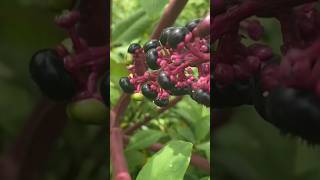 Pokeweed Did you know… weeding pokeweed garden farming [upl. by Dee Dee]