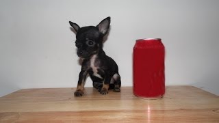 Venta de Chihuahuas de Bolsillo  Macho Golondrino Micro Bolsillo VIP [upl. by Lseil88]