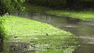 Hochwasser in Wolfenbüttel [upl. by Elehcim]