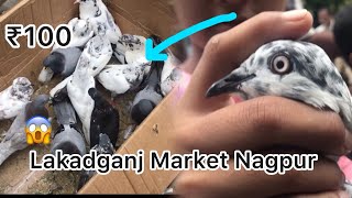 Lakadganj Market meh mile ￼￼High flying pigeon 😆 viralvideo pigeon kabootar kabutar [upl. by Kleon]