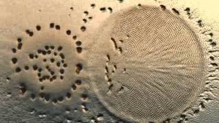 Myxococcus xanthus preying on an E coli colony [upl. by Athey]