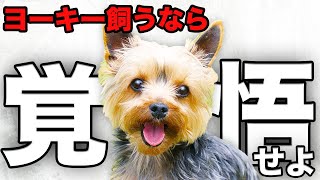 【解説】迎える前に1度見て！ヨークシャーテリアの魅力や注意点について教えます！ [upl. by Alissa]