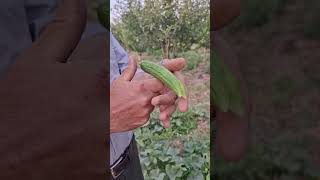 Fresh cucumber delight fruits garden planting shorts [upl. by Shanan203]