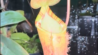 Hybrid Spotlight Nepenthes Lowii x Campanulata EP [upl. by Onaivlis104]