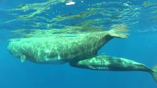 Whale watching  Sperm whale baby FEEDING [upl. by Kilbride]