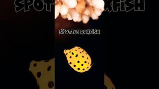 A brief introduction to 🥰Spotted boxfish😍horts youtubeshorts [upl. by Cianca]