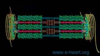 Sarcomere fly thru [upl. by Norok397]