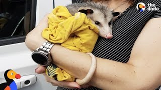 Woman Rescues Possum And Raises Him Like Her Own  The Dodo [upl. by Lynus]