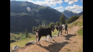 Getter invid Westerås Gård Geiranger Norway [upl. by Arleyne480]