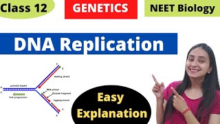 DNA Replication  Molecular Basis of Inheritance  Class 12 Genetics [upl. by Nortna197]