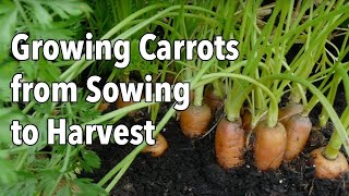 Growing Carrots from Sowing to Harvest [upl. by Yentruocal346]