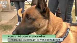 Wenningstedt  Hundstage und Hundemesse 2015 [upl. by Vivi347]