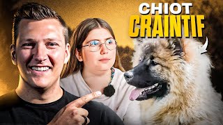 Chiot Craintif et Sans Rappel  Comment le Rassurer  l Jour 28 Tour de France Educ Dog [upl. by Nabi]