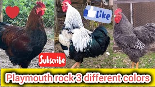 plymouth rock chicken 3 different colors  plymouth rock heritage  plymouth chicken breed [upl. by Gordon]