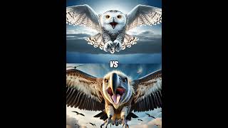 Snow owl vs eagle vs Duckmacaw parrot white falcon [upl. by Memory]